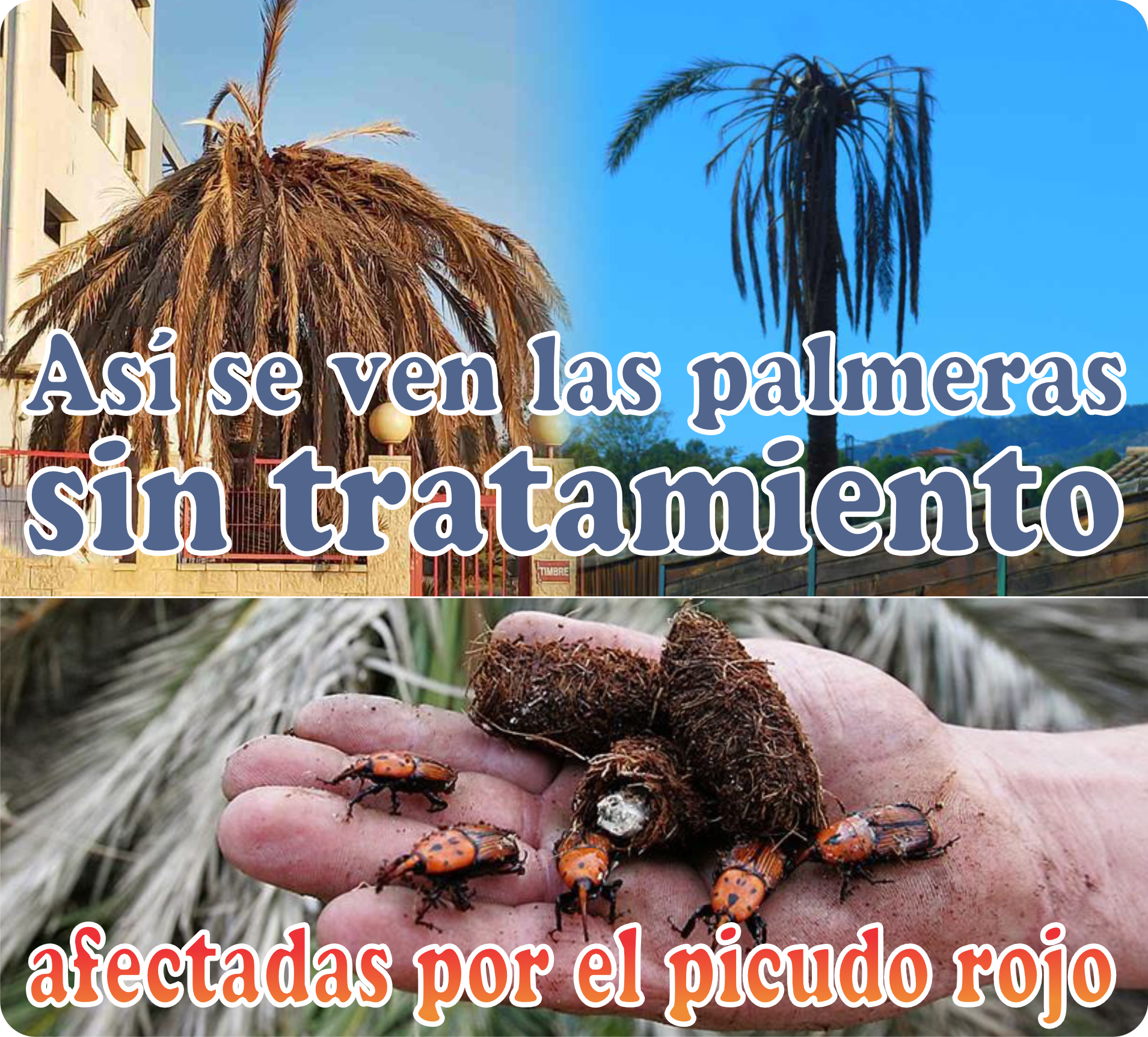 Imagen 19